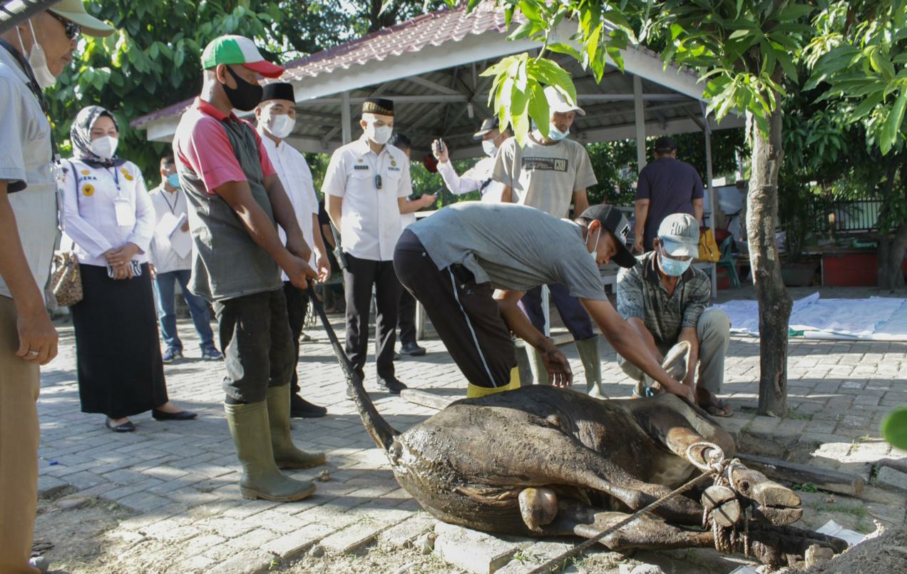 Kecamatan Medan Petisah Qurban 16 Ekor Sapi dan 4 Kambing