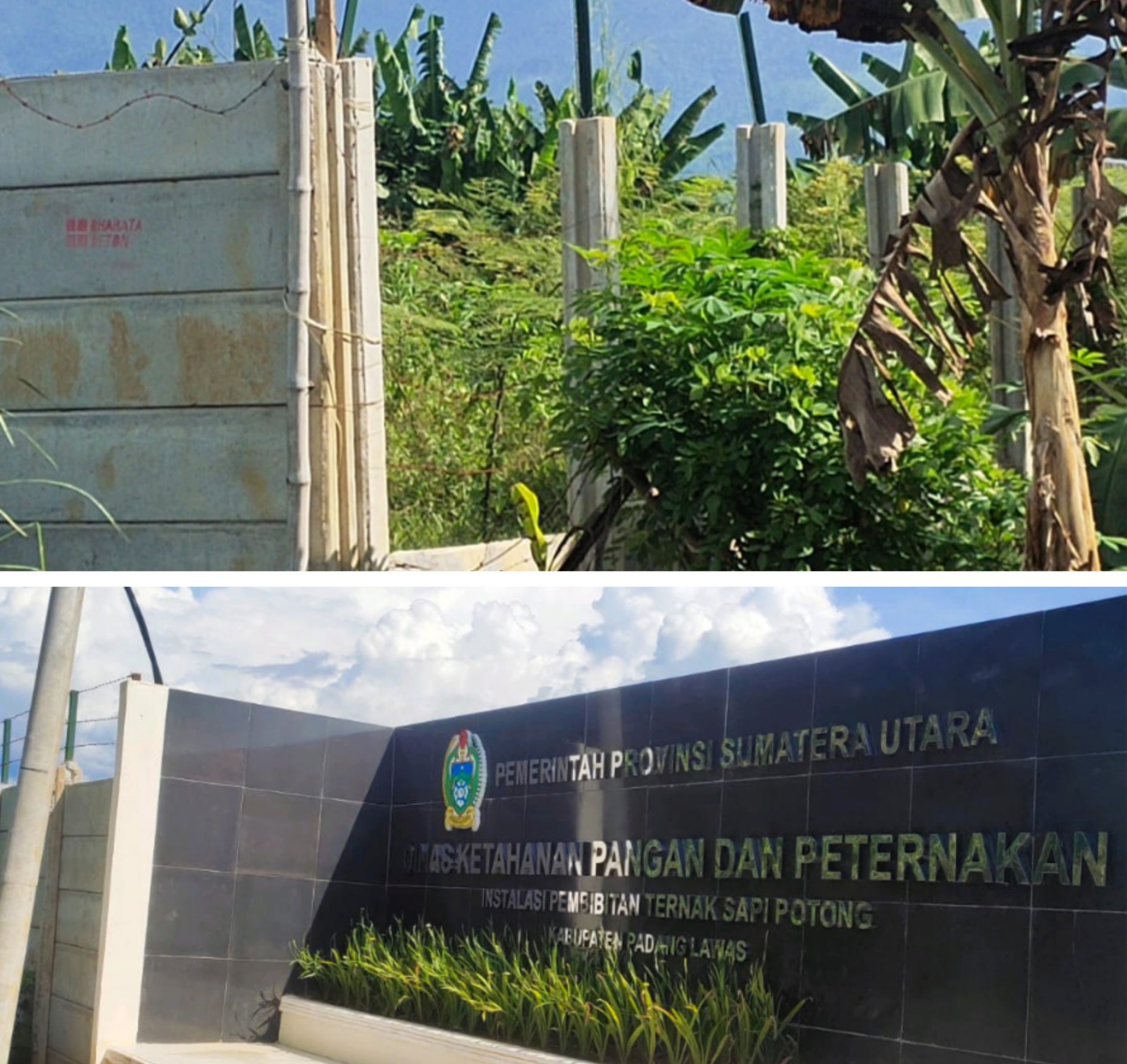 Proyek Pembangunan Instalasi Pembibitan Ternak Sapi Potong di Palas, KNPI Sumut: Azhar Harahap Bikin Malu Gubsu