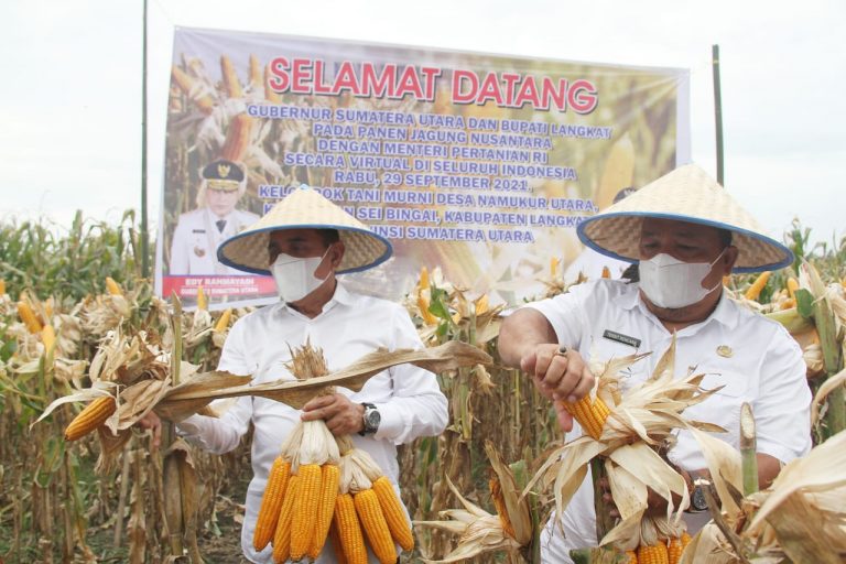 Gubsu: Setahun, Sumut Diprediksi Mampu Produksi 1,7 Juta Ton Jagung