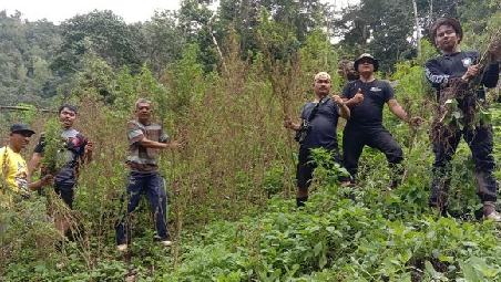 Polisi Temukan 8 Hektar Ladang Ganja di Madina