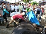 Bobby Nasution dan Keluarga Sumbang Dua Ekor Hewan Qurban di Kec. Medan Deli