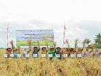 Sinergi BI dan Pemkab Sergai Panen Padi Gapoktan Harapan, Jadikan Surplus Beras