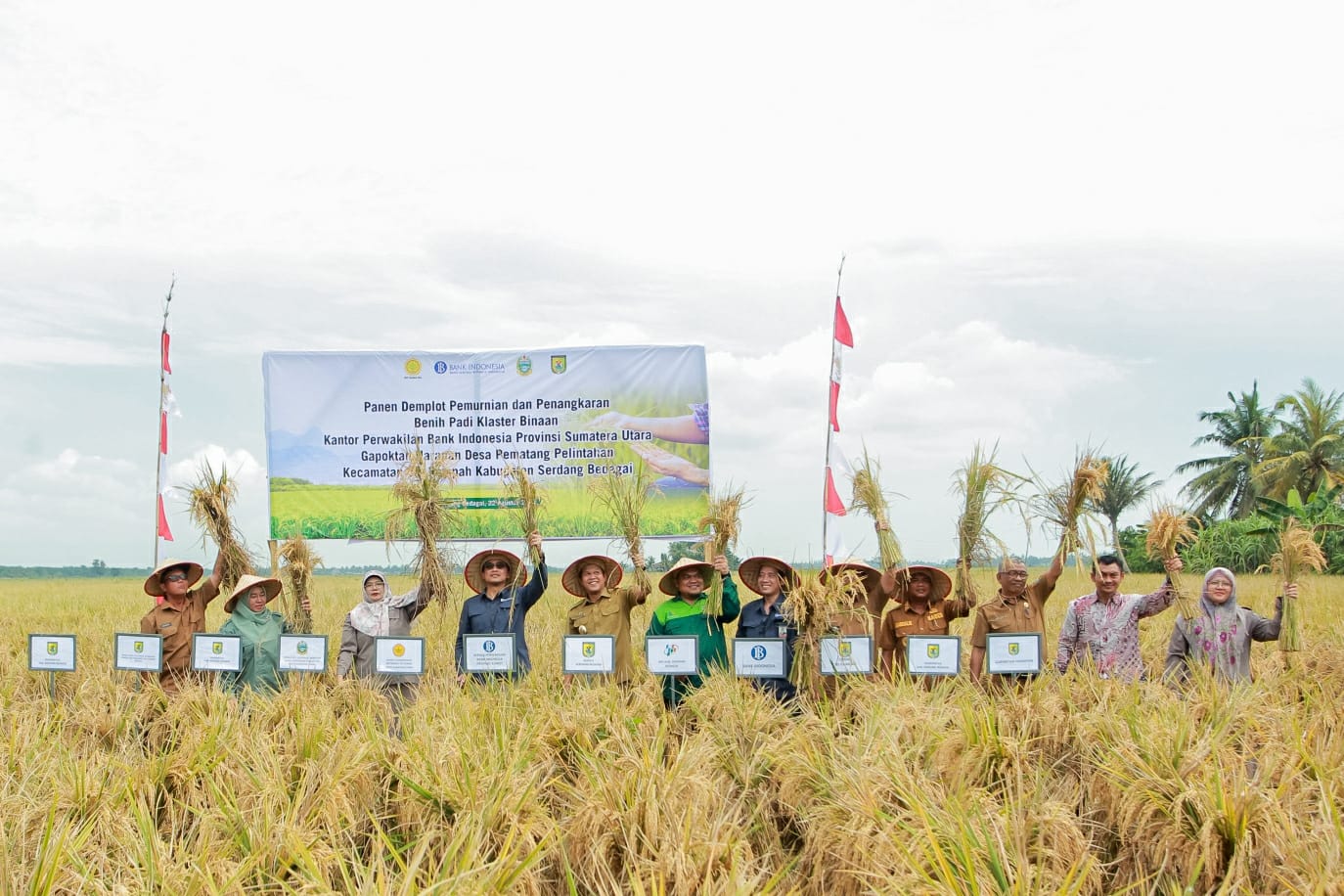 Sinergi BI dan Pemkab Sergai Panen Padi Gapoktan Harapan, Jadikan Surplus Beras