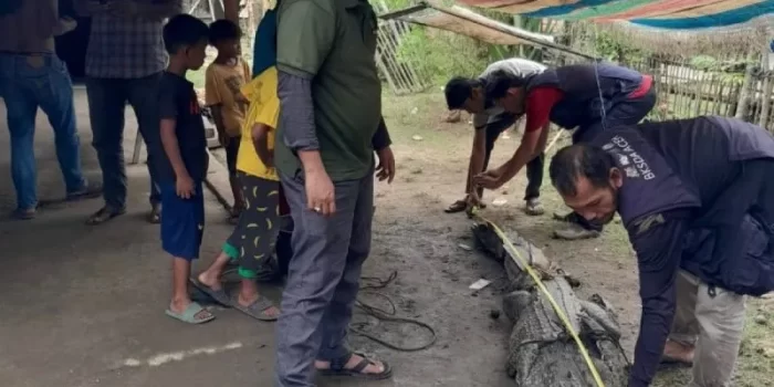 Di Aceh Tamiang, Buaya Tiga Meter Mangsa Ternak Ditangkap Warga