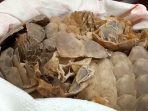 Polda Sumut Tangkap 2 Pelaku Perdagangan Sisik Trenggiling, Barang Bukti 987,22 Kg