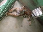 Anggi, Harimau Sumatera di Medan Zoo Berjuang Melawan Usia