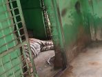 Sakit Tua, Si Manis Harimau Sumatera Koleksi Medan Zoo Mati