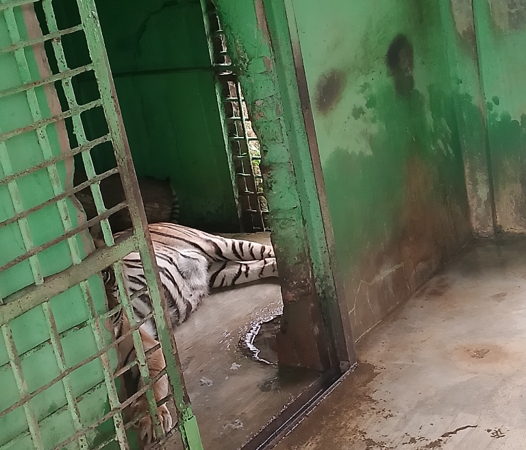 Sakit Tua, Si Manis Harimau Sumatera Koleksi Medan Zoo Mati