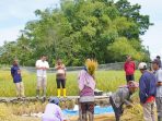 Petani di Balige Curhat ke Bobby Nasution, Soal Pupuk Hingga Infrastruktur