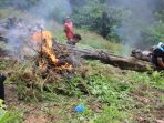 Pemusnahan 1,5 Hektar Ladang Ganja 1,5 di Bukit Tor Sihite Kabupaten Madina