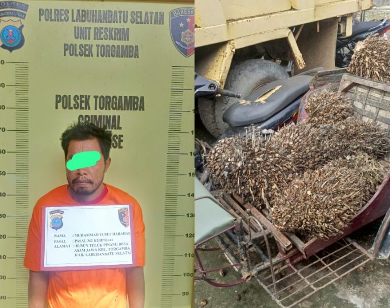 Ini Maling Sawit Milik Warga Kecamatan Torgamba