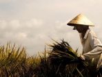 Daya Beli Petani Sumut Melemah, Sejalan Dengan Realisasi Deflasi Februari