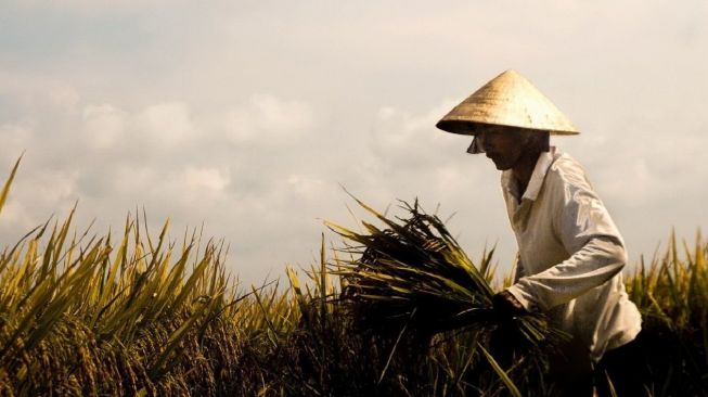 Daya Beli Petani Sumut Melemah, Sejalan Dengan Realisasi Deflasi Februari