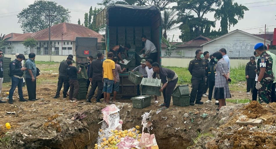 8 Ton Mangga Selundupan dari Thailand Dimusnahkan