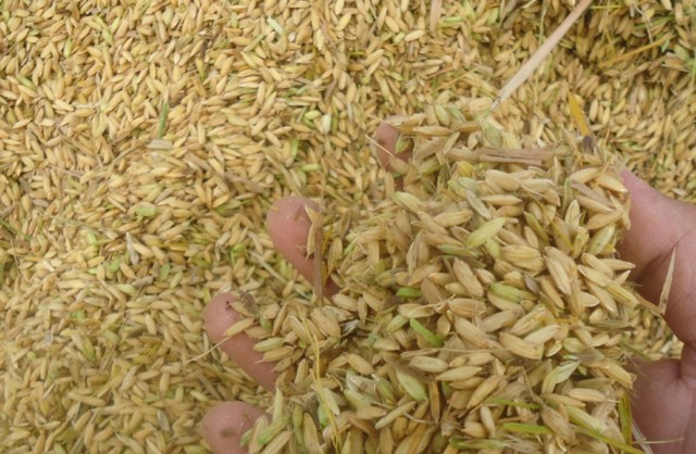 Tahun 2025, Aceh Timur Targetkan Produksi Gabah 187.630 Ton