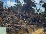 Polisi Tangkap 3 Pembakar 10 Hektare Lahan di Area HPT Rokan Hulu Riau