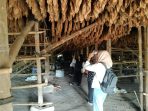 ‎Tembakau Deli Jadi Kajian Mahasiswa Sejarah UNIMED, Harus Dipertahankan sebagai Warisan Sejarah