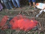 Pelaku Pembunuh Tomok di Kebun Sawit Ditangkap, Polres Labusel Masih Melakukan Pemeriksaan