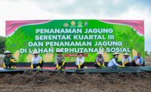 Swasembada Pangan, Polda Sumut Tanam Jagung Serentak Targetkan 24 Ribu Ton