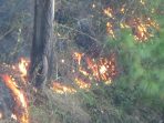 Kebakaran Hebat di Kawasan Hutan Menara Pandang Tele, Samosir