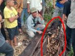 Warga Sergai Geger! penemuan Kerangka Manusia di Dalam Batang Pohon Aren