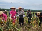 Kapolres Labusel Bersama Forkopimda Panen Raya Jagung Kuartal III