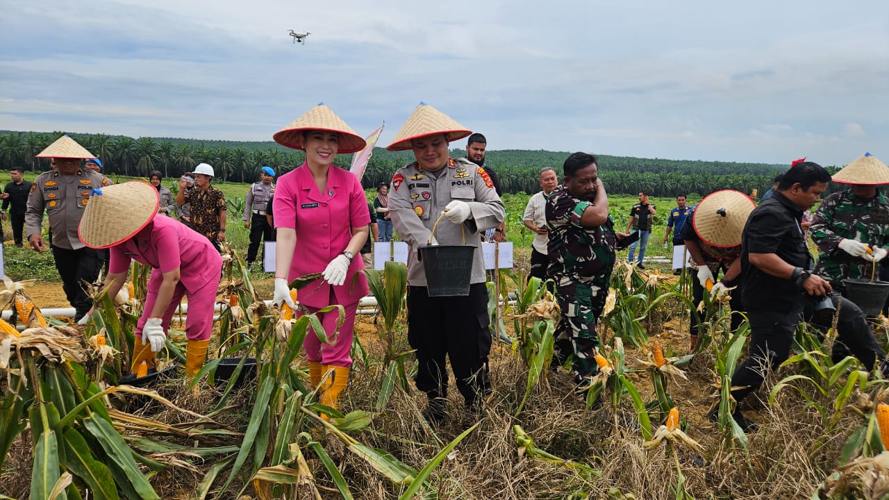 Kapolres Labusel Bersama Forkopimda Panen Raya Jagung Kuartal III