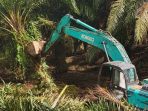 Kemenhut dan Satgas PKH Musnahkan 360 Hektare Sawit Ilegal di TN Gunung Leuser