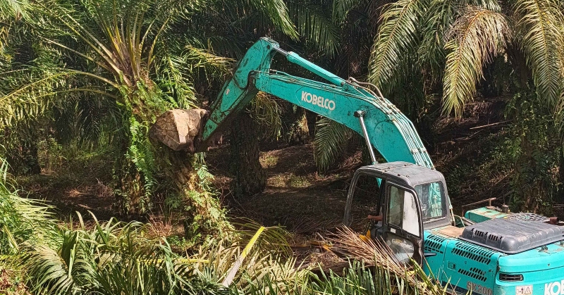 Kemenhut dan Satgas PKH Musnahkan 360 Hektare Sawit Ilegal di TN Gunung Leuser