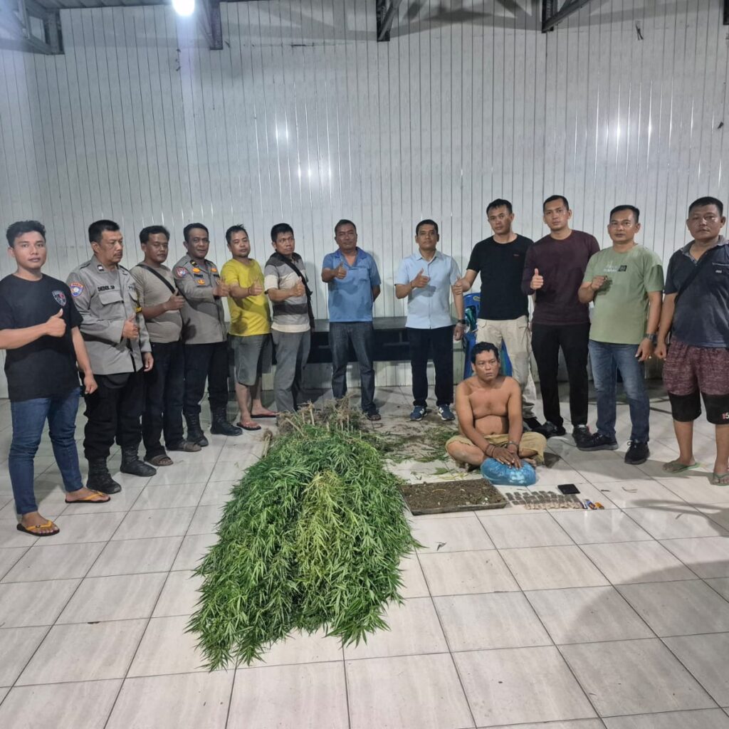 Ini Kronologis Polresta Deli Serdang Ungkap Ladang Ganja di Tanjung Morawa