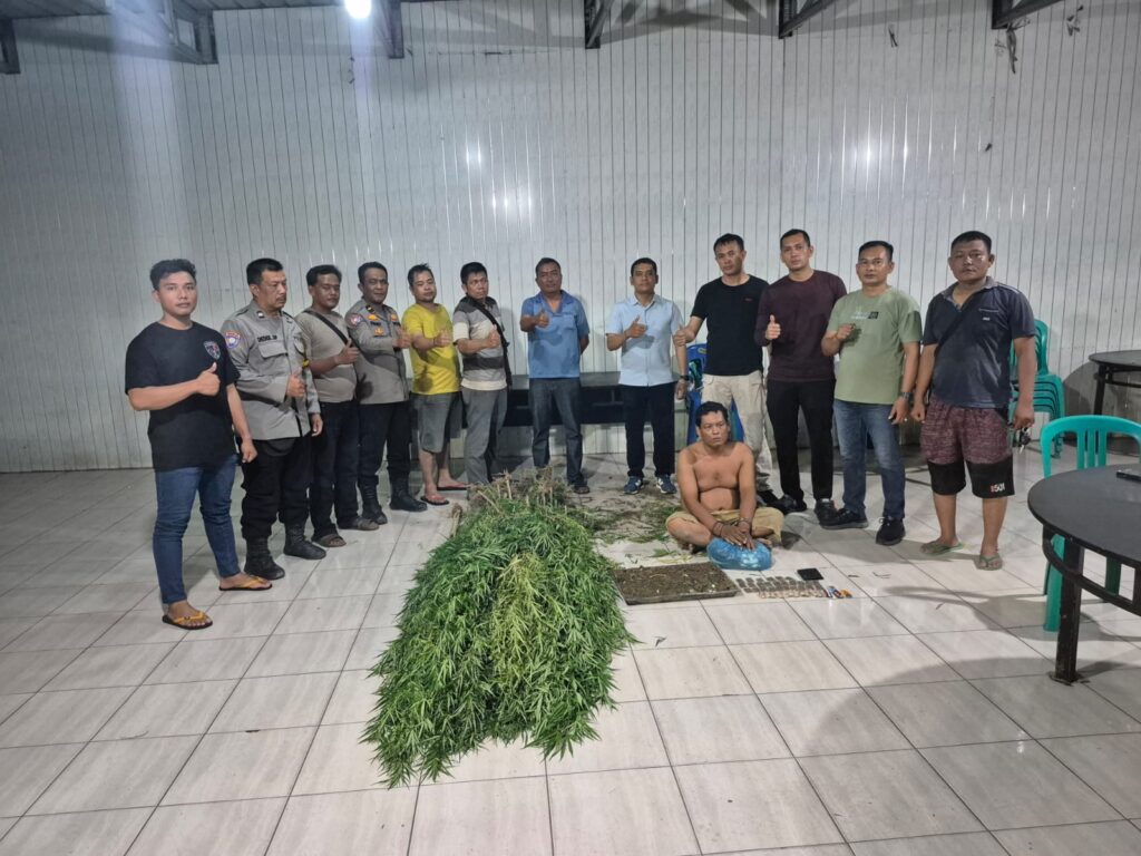 Ini Kronologis Polresta Deli Serdang Ungkap Ladang Ganja di Tanjung Morawa