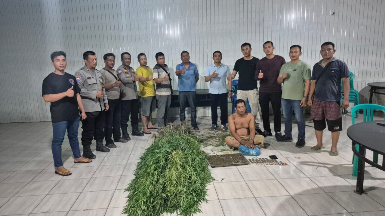 Ini Kronologis Polresta Deli Serdang Ungkap Ladang Ganja di Tanjung Morawa
