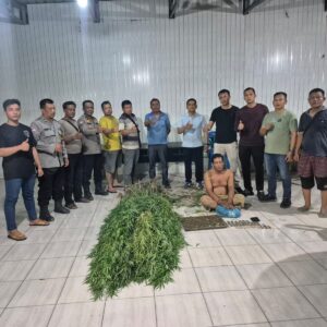 Ini Kronologis Polresta Deli Serdang Ungkap Ladang Ganja di Tanjung Morawa