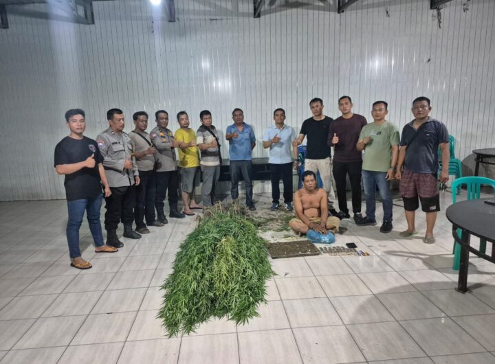 Ini Kronologis Polresta Deli Serdang Ungkap Ladang Ganja di Tanjung Morawa