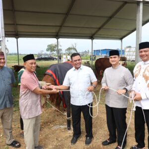 Polda Sumut Sembelih 31 Ekor Sapi, Dari Kapolda Bobot 1 Ton