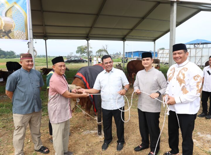 Polda Sumut Sembelih 31 Ekor Sapi, Dari Kapolda Bobot 1 Ton