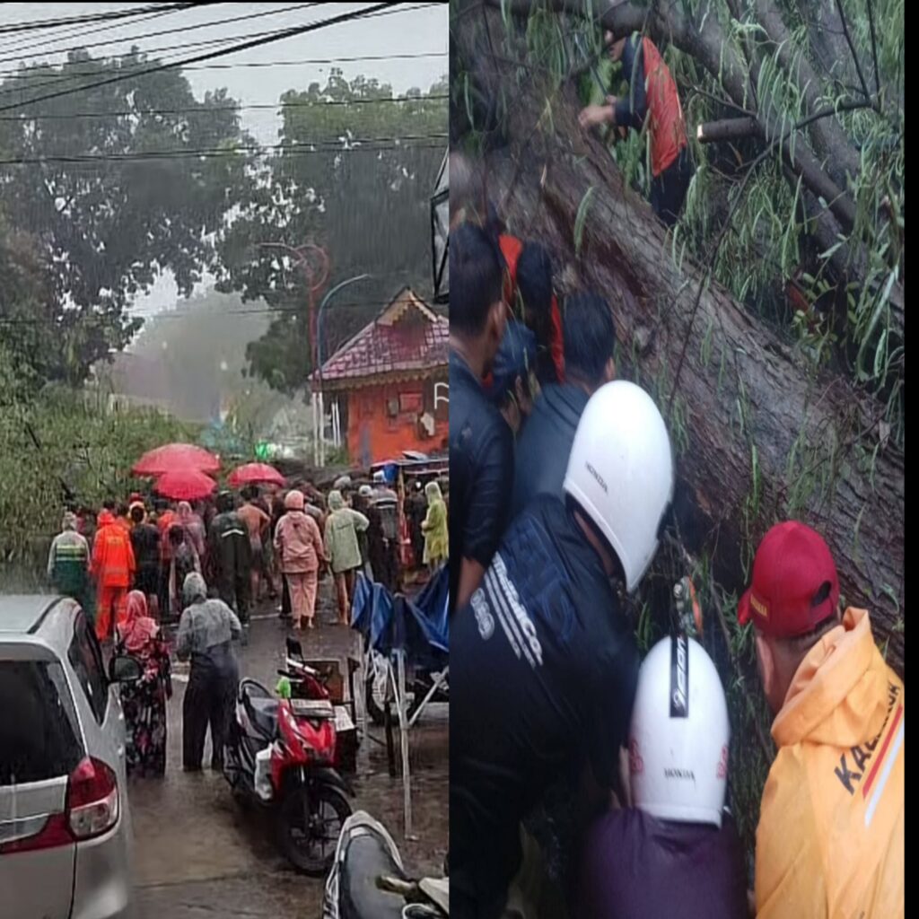 Hujan Disertai Angin Kencang,  Pedagang Bakso dan Gerobaknya Tertimpa Pohon Tumbang di Tanah Lapang Binjai