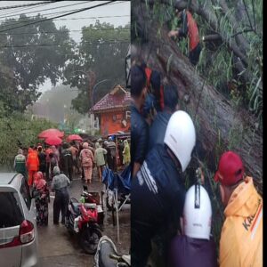 Hujan Disertai Angin Kencang,  Pedagang Bakso dan Gerobaknya Tertimpa Pohon Tumbang di Tanah Lapang Binjai