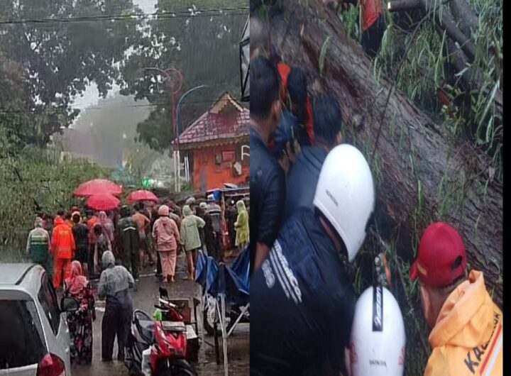 Hujan Disertai Angin Kencang,  Pedagang Bakso dan Gerobaknya Tertimpa Pohon Tumbang di Tanah Lapang Binjai