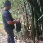 Modus Baru, Simpan Puluhan Paket Ganja di Pohon Bambu