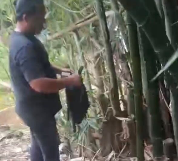 Modus Baru, Simpan Puluhan Paket Ganja di Pohon Bambu